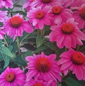 Meet your Posher, Sherra